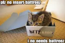 young cat