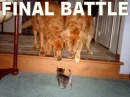 young cat vs dogs