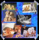 i love puppy