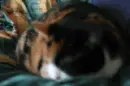 irish kitty