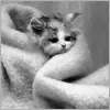 kitty animation