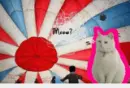 kitty