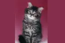 Kitty Transforme