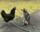 kitty boxing