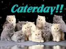 Caterday