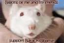Rats