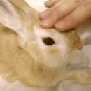 Pet The Bunny