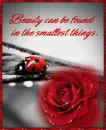 Beauty Can Be Found....