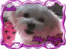 Dog- Smile Hugs Angela