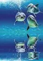 dolphins 2