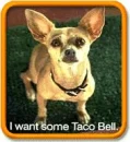 Taco Bell Dog