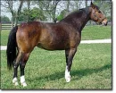 Pretty Horse