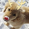 Reindeer dog