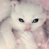 Pwetty Kitty