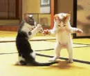 Dancing Kitties