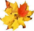 Fall leaf
