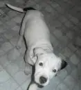 cute dog!
