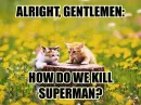 two kitten
