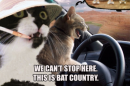 cats