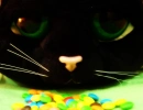 kawaii kitty face