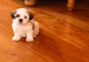puppies
