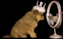 Animated Puppy