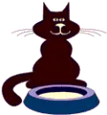 cat milk