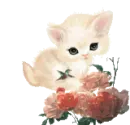kitty