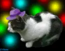 Disco Cat