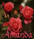 Amanda - 3 peach roses