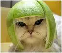 Cat with lime peel