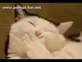 Laughing cat