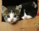 Two kittens