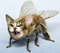 Cat/Fly