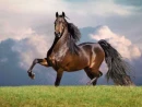 Proud Equine