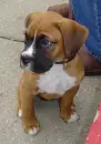 Puppy