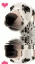 dalmation