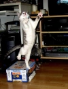 dancing cat