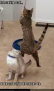 funny cat