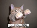 cat attack