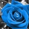 Blue Rose