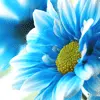  	 Blue Daisy