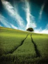 THE ROAD