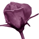 pink rose