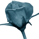 blue rose