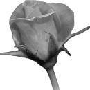 white rose