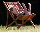 pig chillin