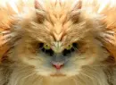 Gansta Cat