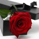 Red Rose