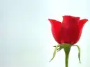 Red Rose